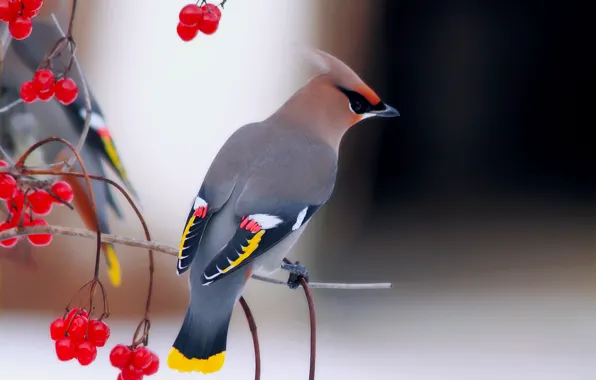 Picture branches, beautiful, Kalina, birds, The Waxwing