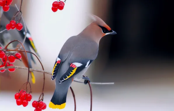 Branches, beautiful, Kalina, birds, The Waxwing