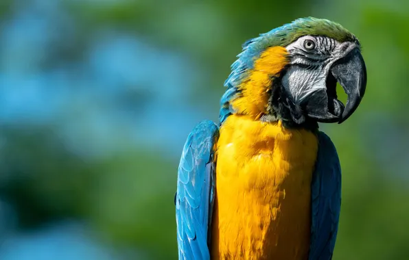 Picture background, bird, beak, parrot, Blue-and-yellow macaw