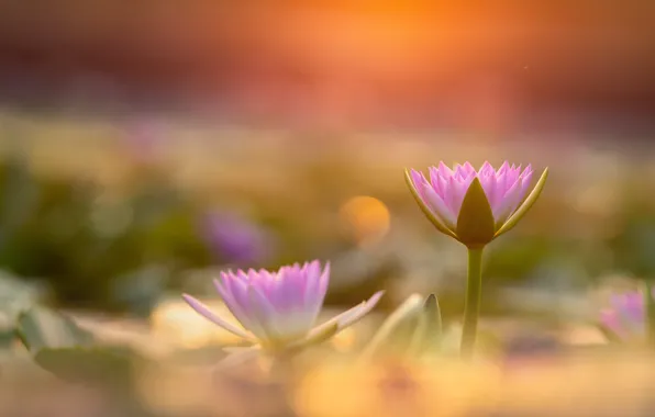 Flowers, pink, water lilies, nymphs