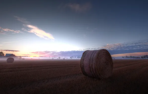 Field, fog, morning, hay