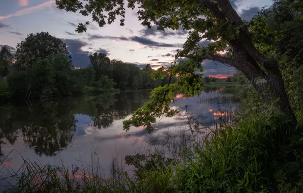 Water, tree, twilight, the evening