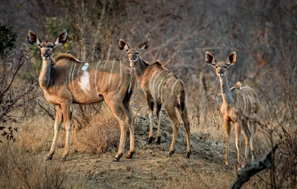 Picture morning, family, Africa, antelope, South