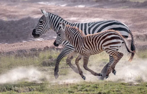 Strips, baby, running, Zebra