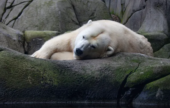 Picture white, look, face, pose, stones, stay, bear, bear