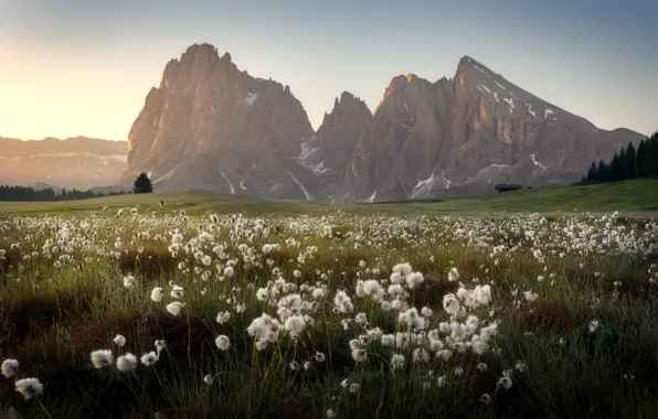 Alps, meadow, cotton