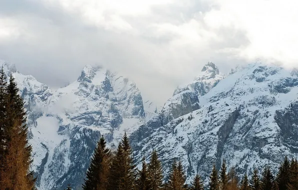 Trees, landscape, mountains, fog