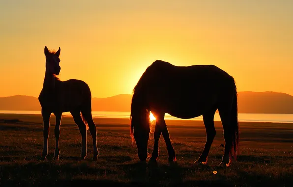 Sunset, nature, horse