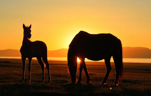 Sunset, nature, horses