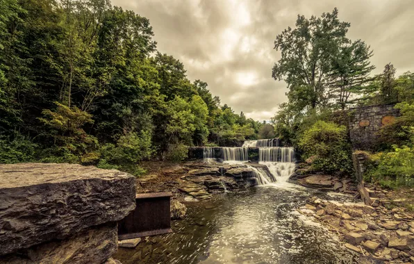 Forest, trees, stream, stones, waterfall, cascade