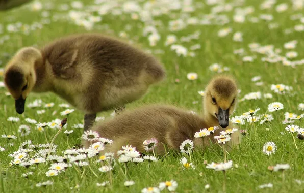 Picture chamomile, weed, flowers, little ducklings