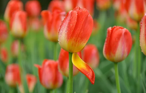Picture drops, Bud, petal, tulips