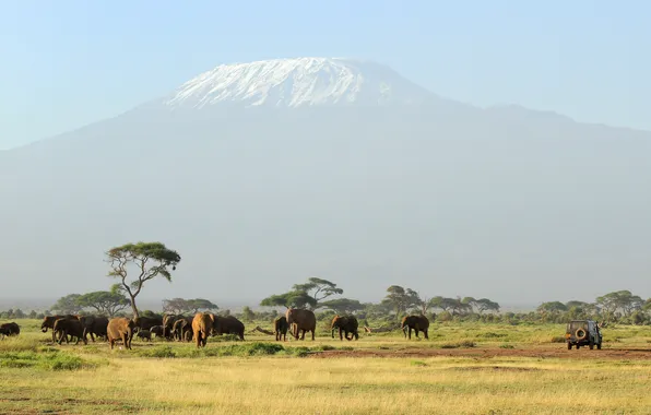 Picture animals, mountain, elephants, Unforgettable Safari