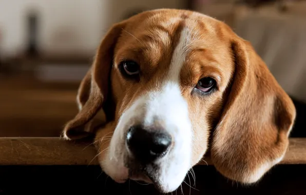Look, face, portrait, dog, Beagle