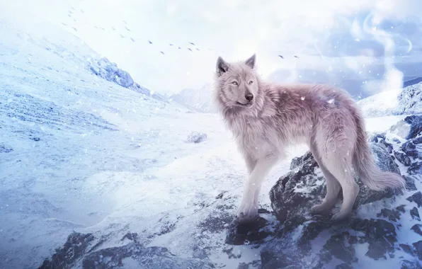 Picture snow, mountains, wolf, by Fiirewolf
