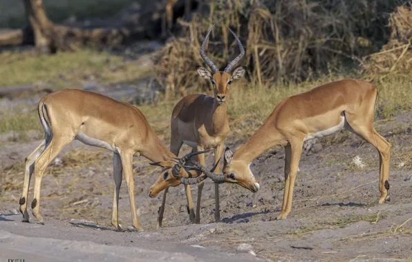 Nature, trio, antelope, DUELL ©