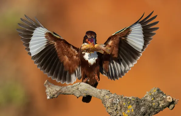 Bird, bokeh, mining, flap, Catch, the fish in the beak, sitting on a bitch, caught …
