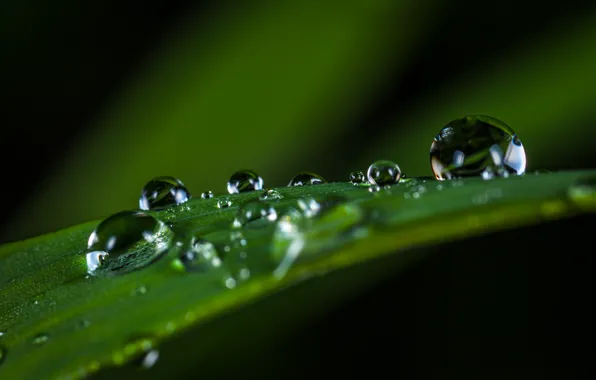Drops, Plant, Green, Rosa, Green, Water, Drops, Plant