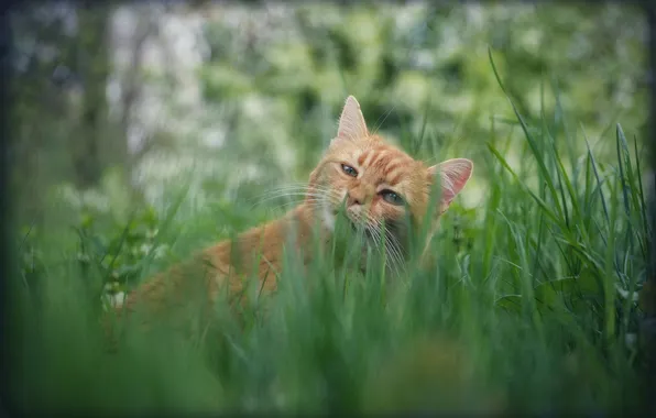 Greens, cat, grass, look, nature, pose, kitty, red