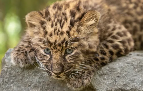 Picture leopard, cub, kitty, face