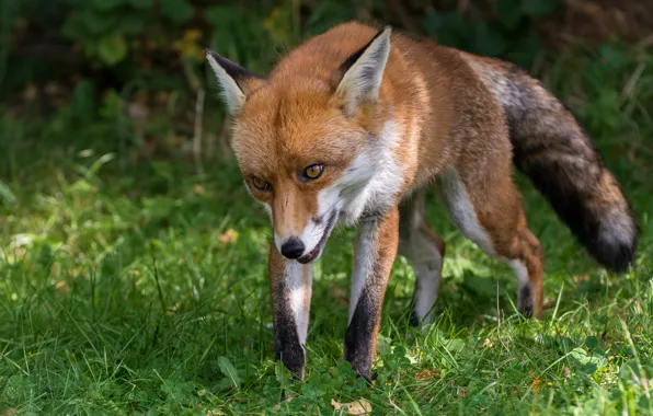 Picture greens, grass, look, face, pose, glade, Fox, red