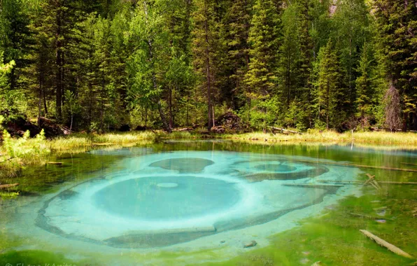 Forest, trees, lake, green, a miracle of nature, malachite