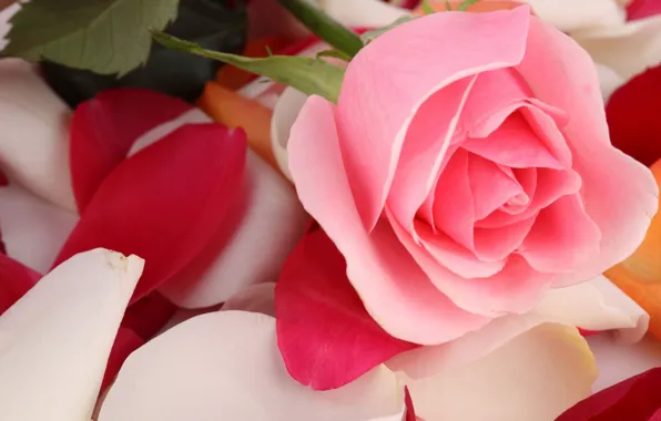 Picture pink, rose, petals