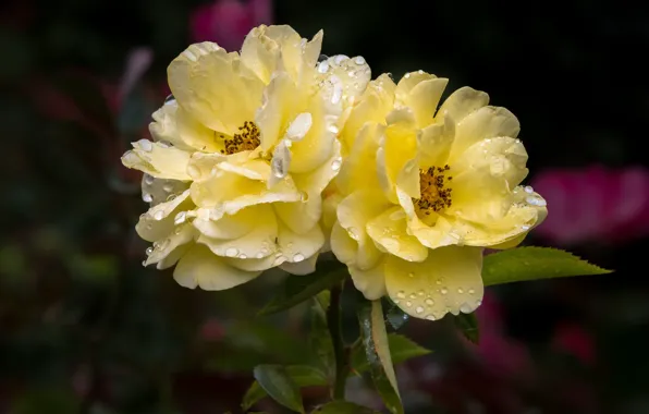 Leaves, drops, flowers, droplets, the dark background, roses, yellow, garden