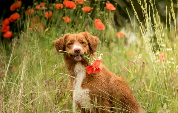 Field, summer, look, flowers, glade, Maki, portrait, dog