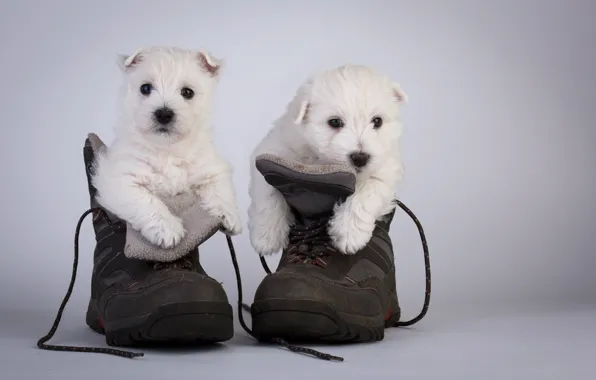 Picture dogs, shoes, puppies