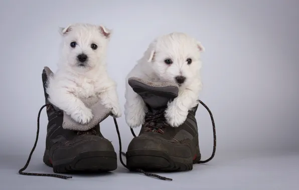 Dogs, shoes, puppies