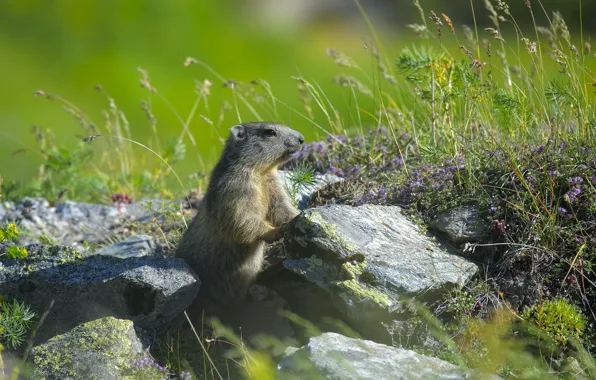 Grass, flowers, stones, glade, marmot