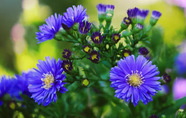 Greens, summer, flowers, Bush, garden, purple, buds, flowerbed