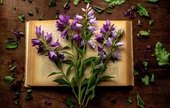 Picture flowers, table, bouquet, still life, composition