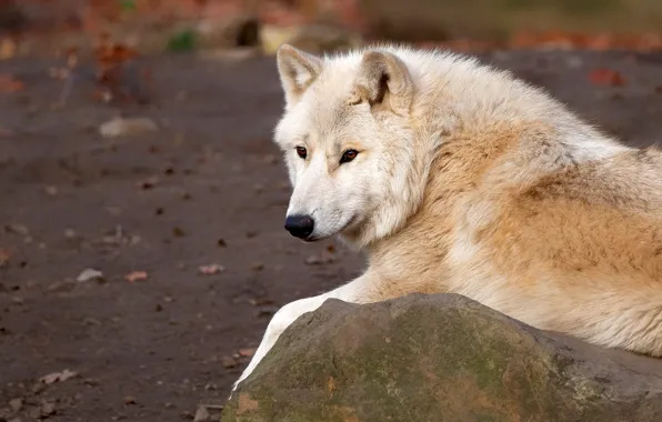 White, look, face, pose, background, stone, wolf, lies