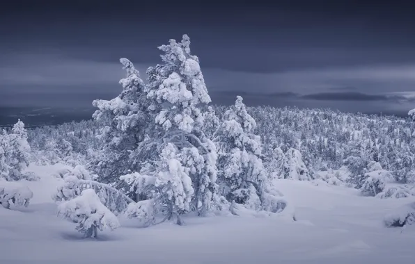 Winter, forest, snow, trees, the snow, Russia, Murmansk oblast, Kandalaksha
