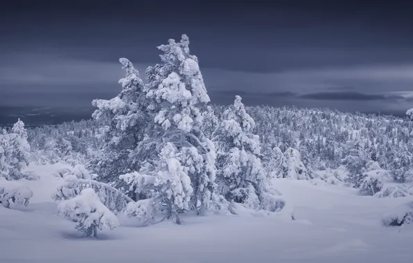 Picture winter, forest, snow, trees, the snow, Russia, Murmansk oblast, Kandalaksha