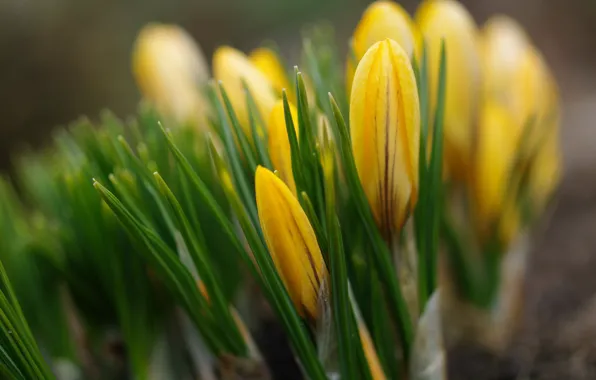 Macro, joy, flowers, nature, tenderness, beauty, plants, spring