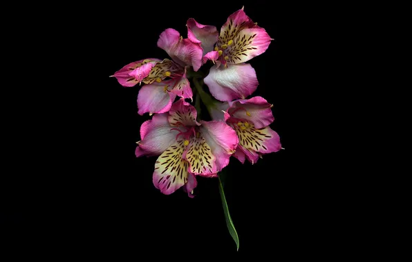Light, flowers, background, shadow, petals
