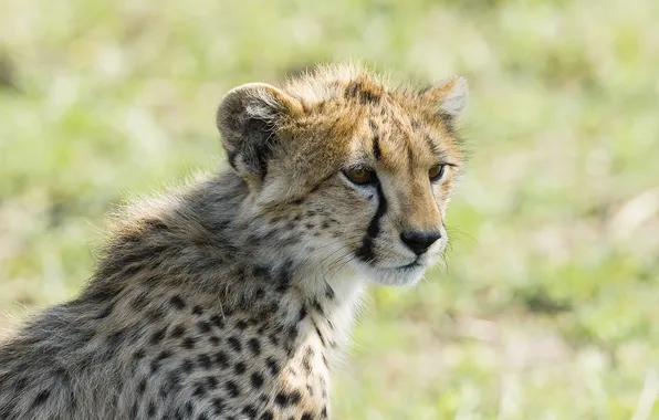 Picture muzzle, Cheetah, kitty