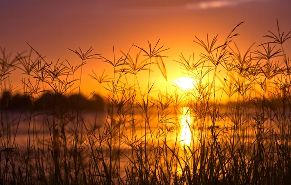 Picture grass, sunset, lake