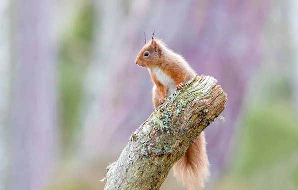 Pose, background, lilac, protein, bitches, bokeh, blurred, bitch