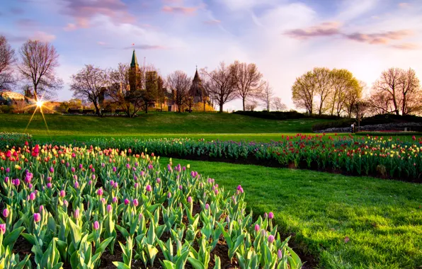 The sky, the sun, trees, Park, castle, spring, Canada, tulips