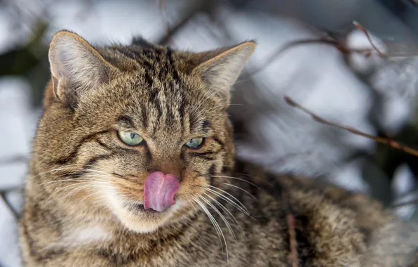 Picture language, cat, face, forest, wild cat, ©Tambako The Jaguar