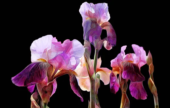 Line, rendering, background, paint, petals, irises