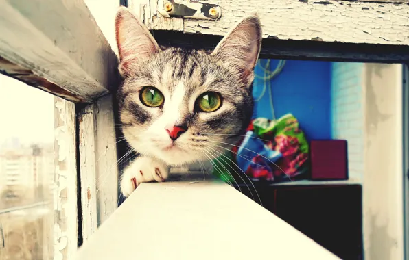 Picture eyes, look, frame, Cat, window, muzzle, green