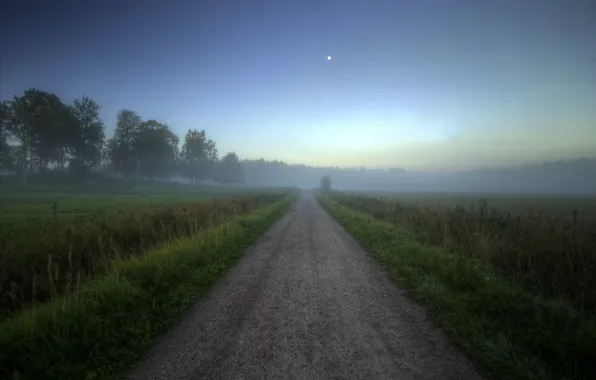 Road, field, forest, summer, fog, dawn, morning
