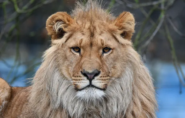 Look, Cat, Leo, Mane, Animal