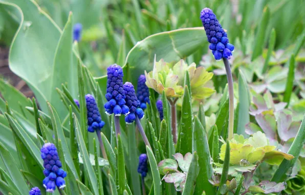 Drops, blue, Rosa, rain, Muscari, Viper onion, hyacinth mouse