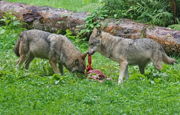 Nature, snow, predator, face, animal, wolf, wolves, wildlife